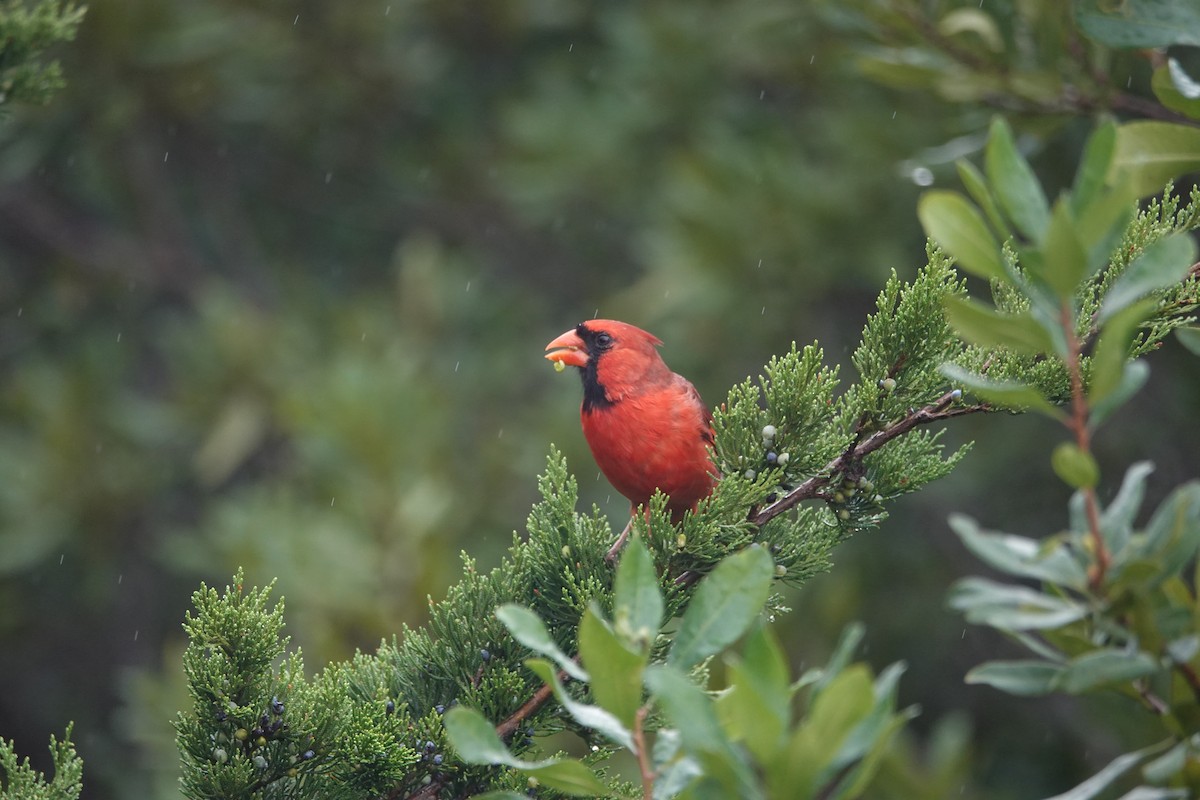 Northern Cardinal - ML643142185