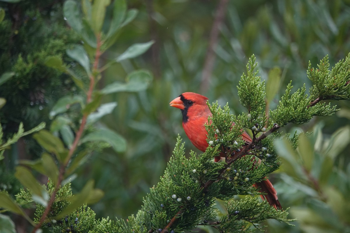 Northern Cardinal - ML643142186