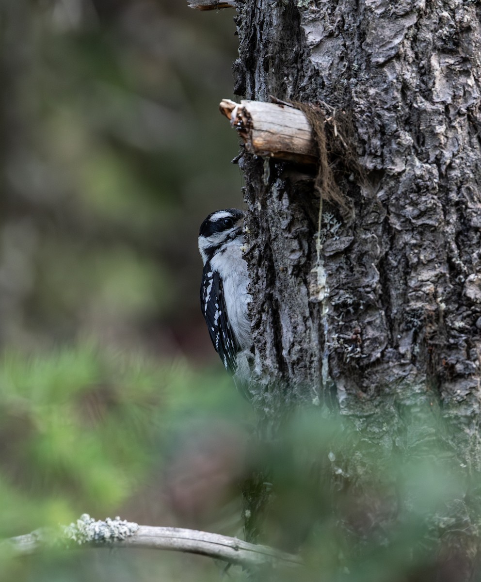 Downy Woodpecker - ML643142187