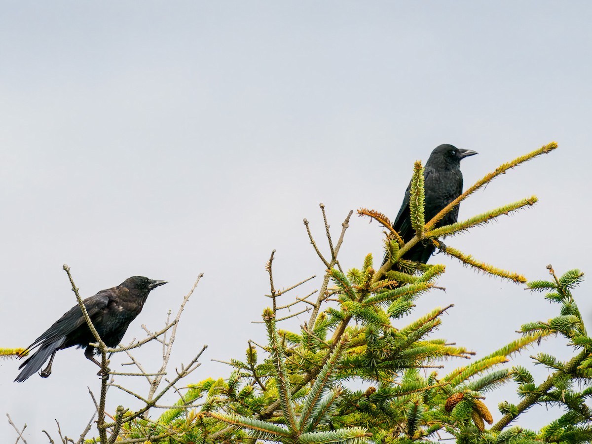 American Crow - ML643142193