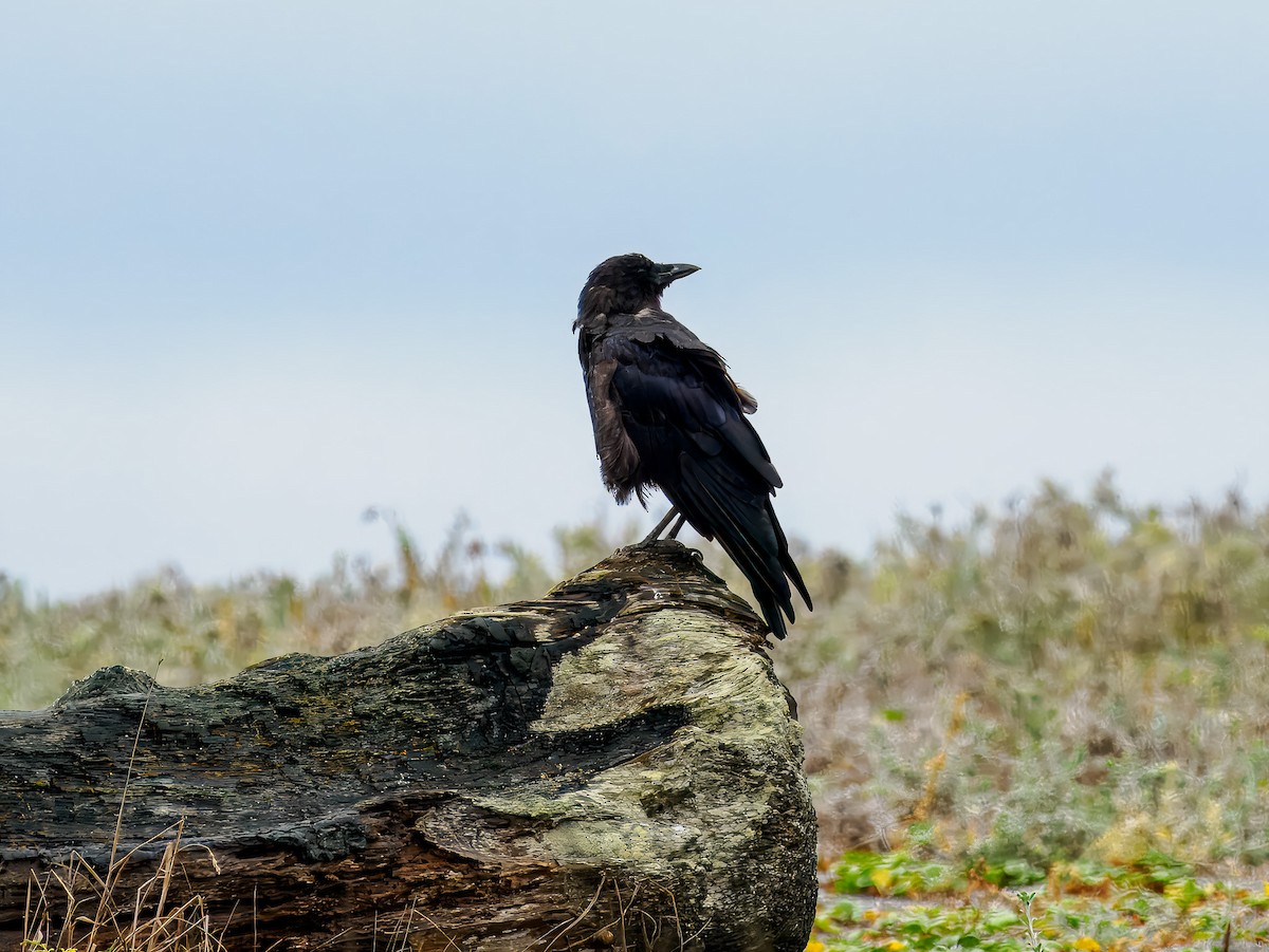 American Crow - ML643142194