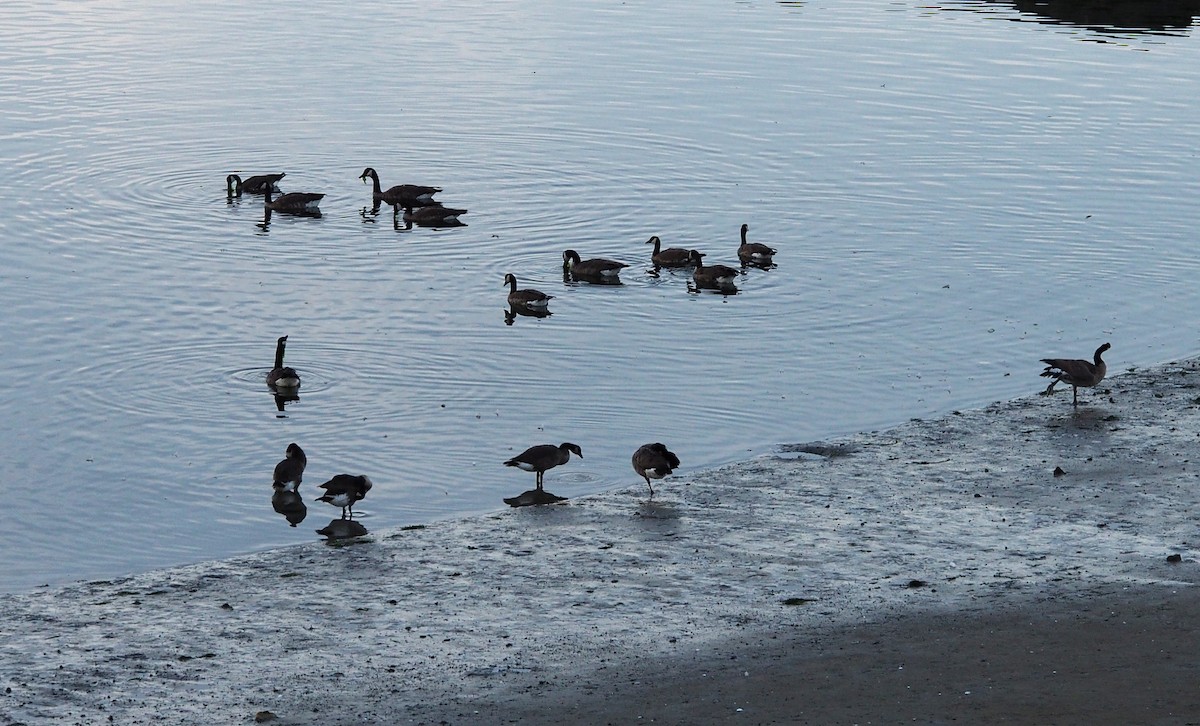 Canada Goose - ML643142200