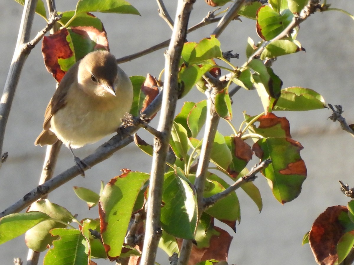 Garden Warbler - ML643142210