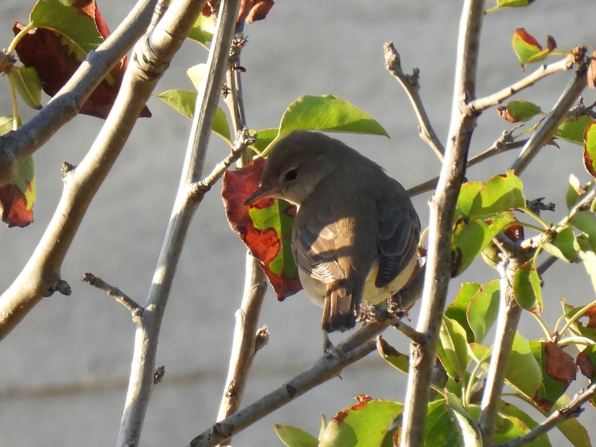 Garden Warbler - ML643142214
