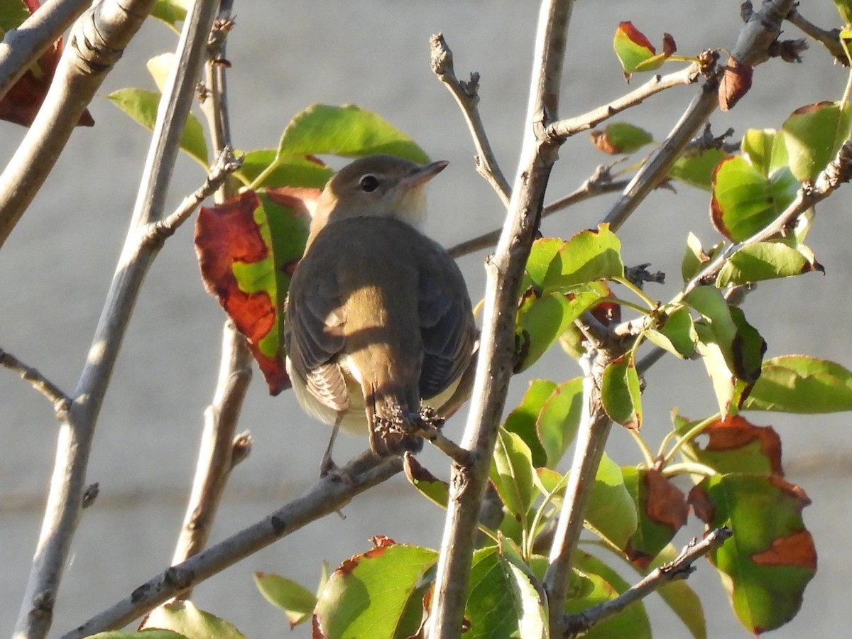 Garden Warbler - ML643142223