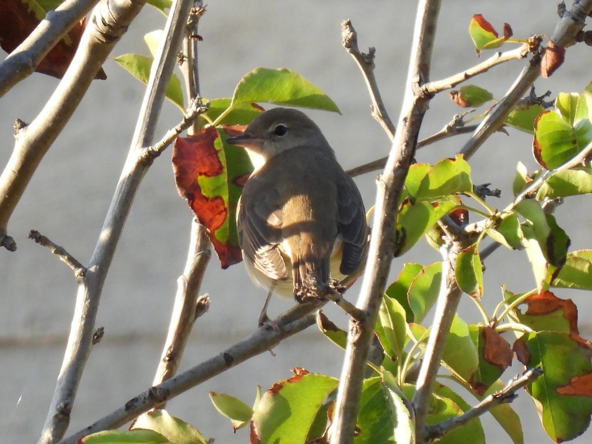 Garden Warbler - ML643142229