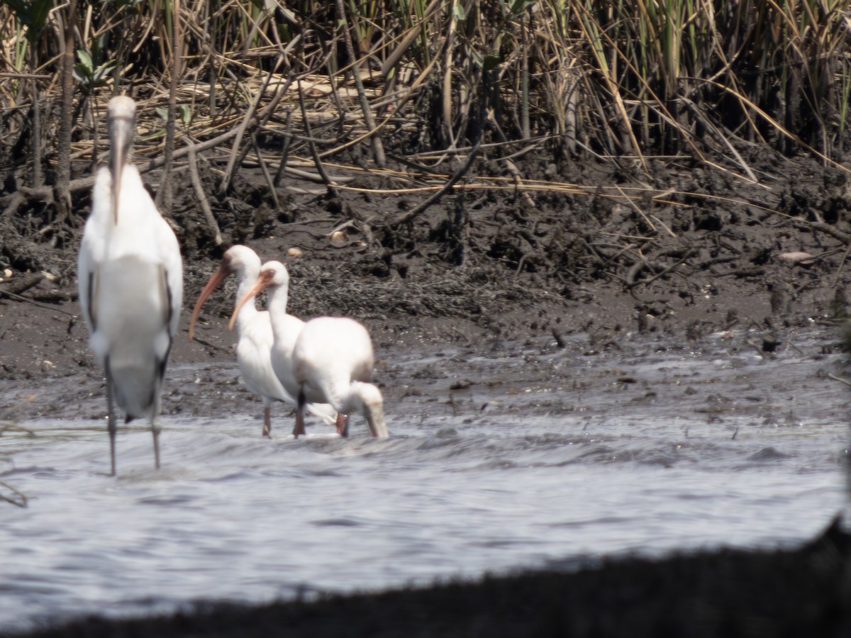 Ibis blanc - ML643142234