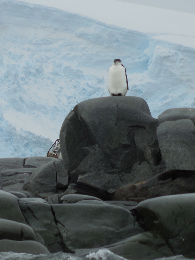 Chinstrap Penguin - ML643142235