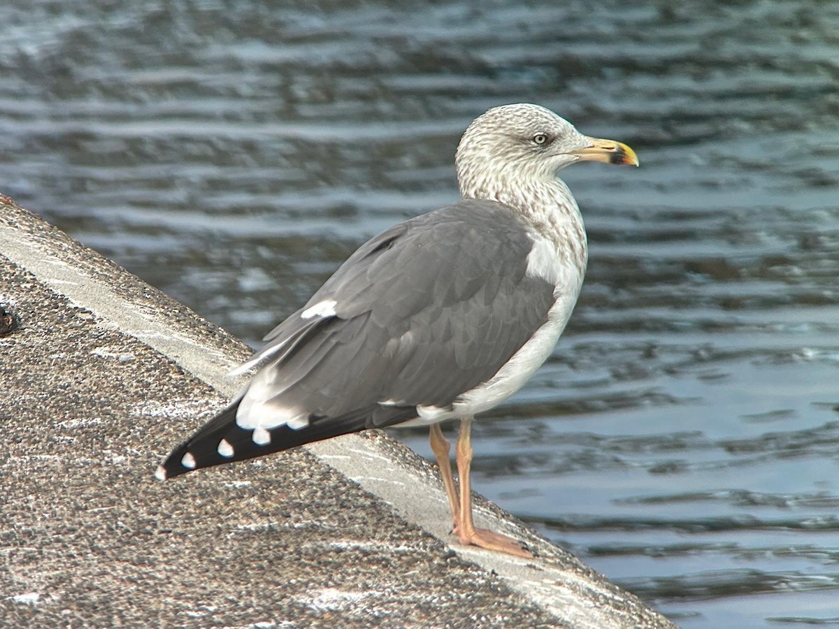 Gaviota Argéntea Europea - ML643142244