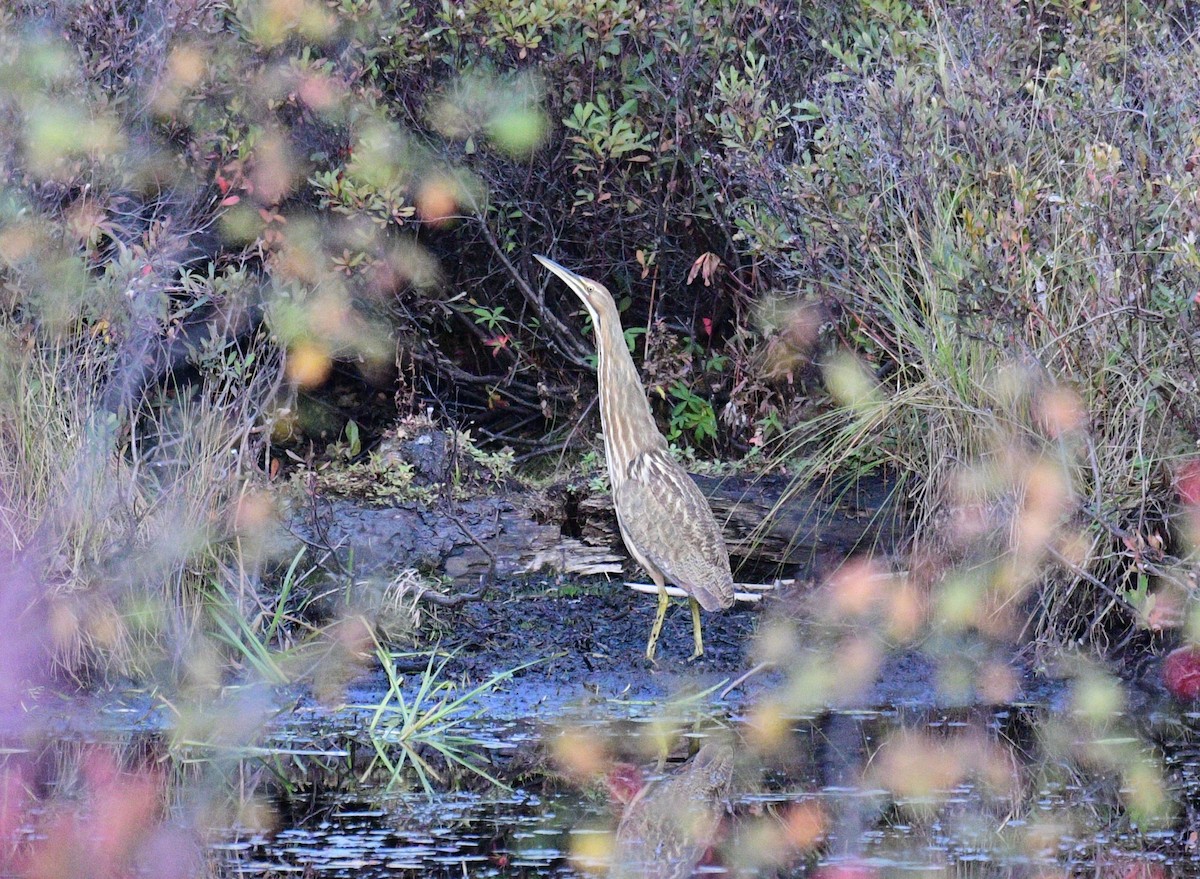 American Bittern - ML643142246