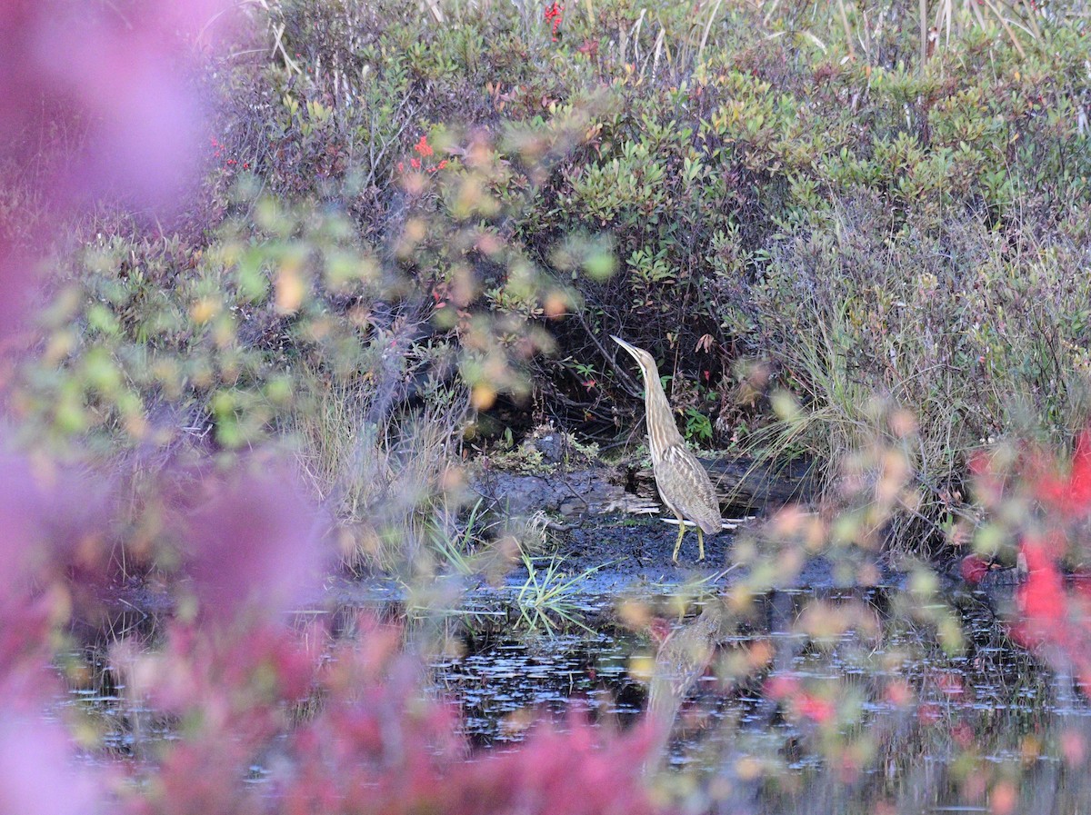 American Bittern - ML643142247