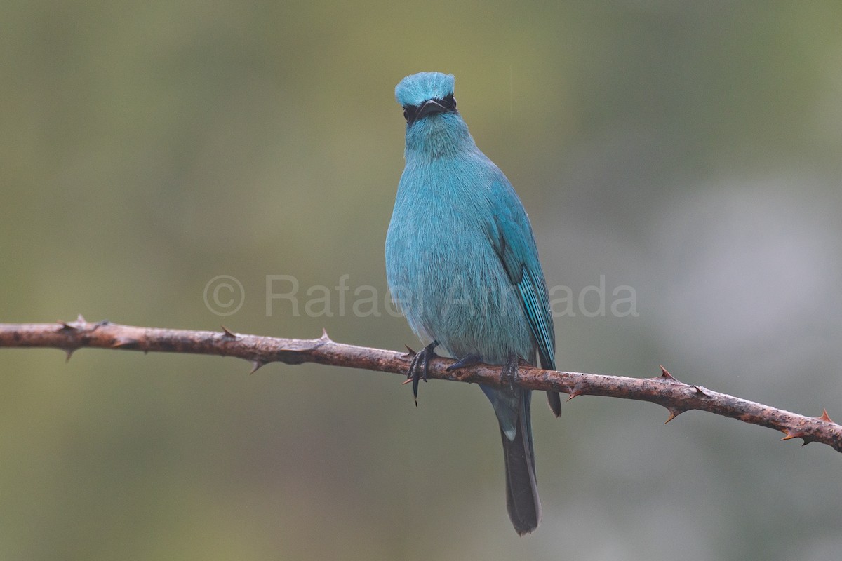 銅藍鶲 - ML643142248