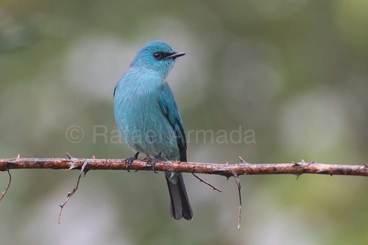 銅藍鶲 - ML643142249