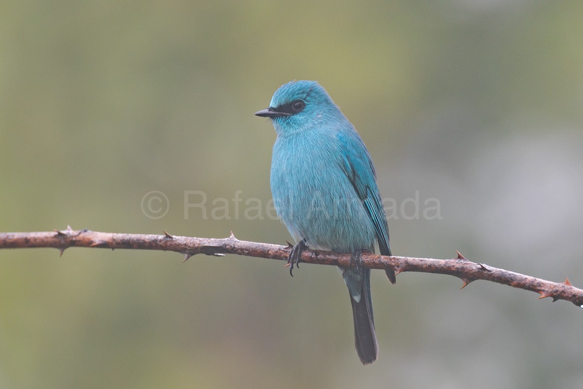 銅藍鶲 - ML643142250