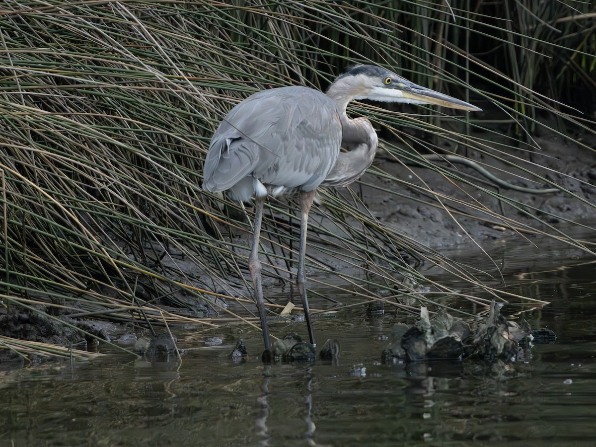 Great Blue Heron - ML643142252