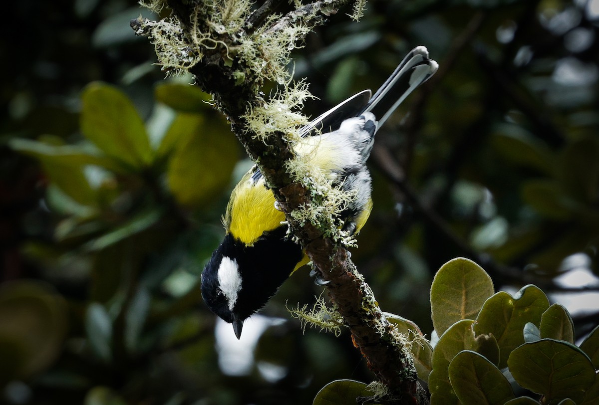 Green-backed Tit - ML643142253
