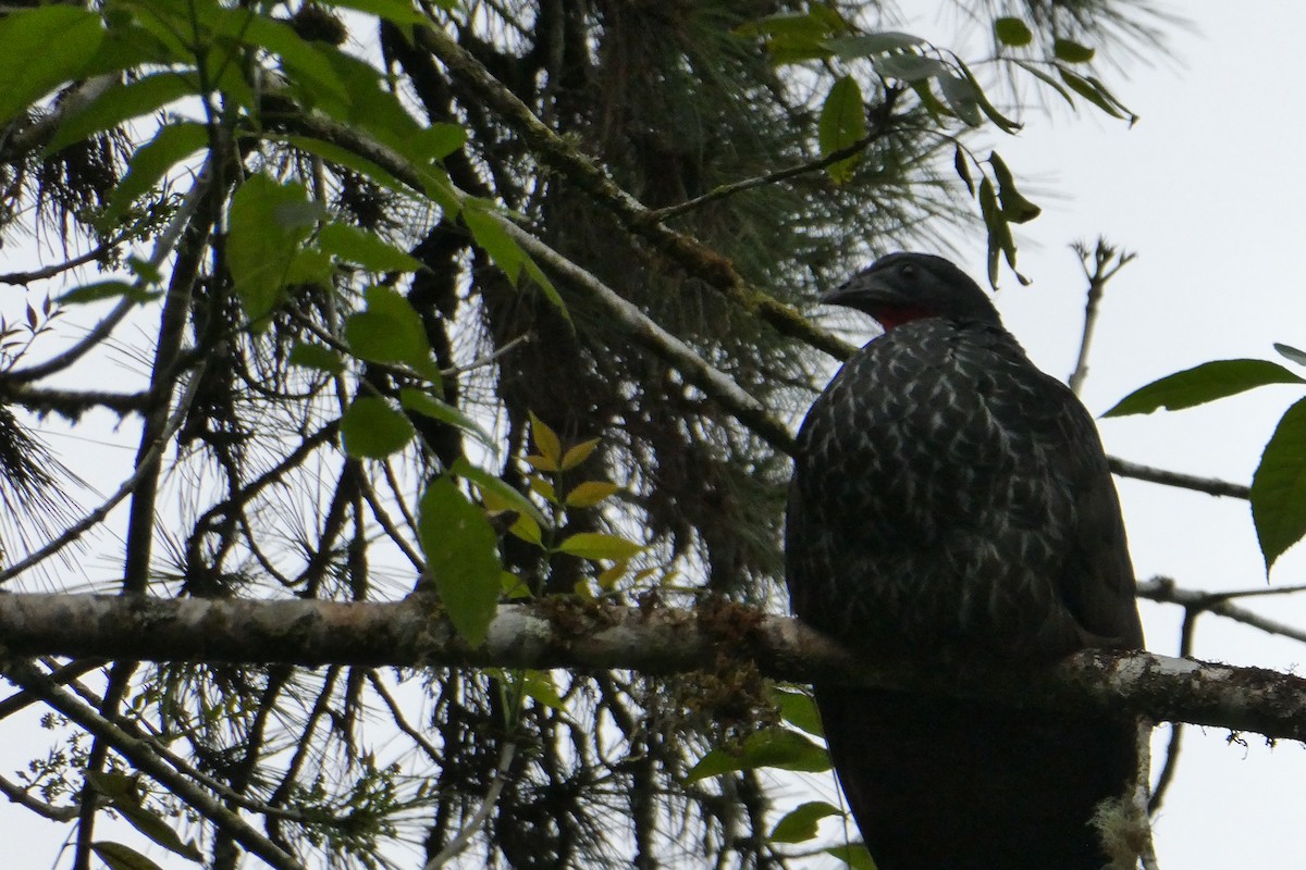 caucahokko - ML643142271
