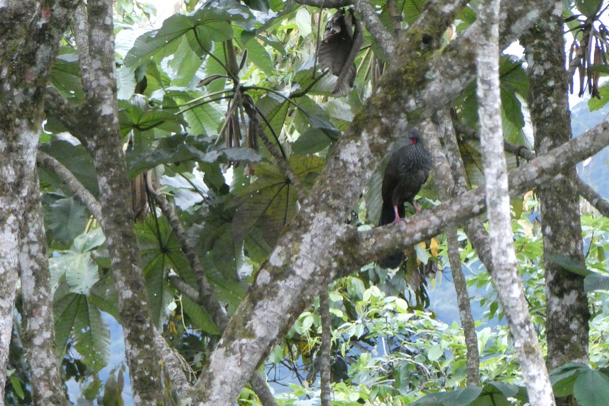caucahokko - ML643142279
