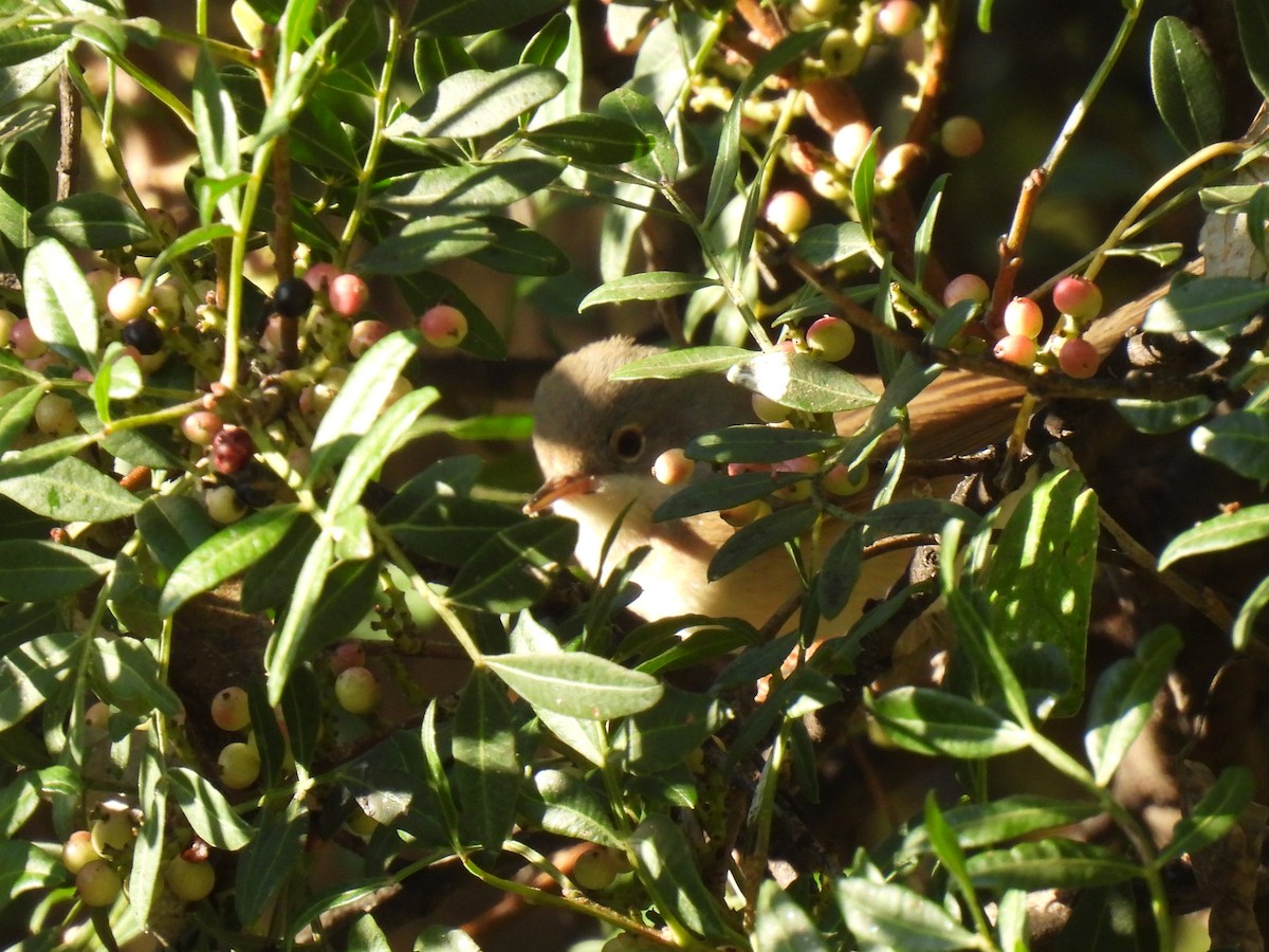 Western Subalpine Warbler - ML643142292