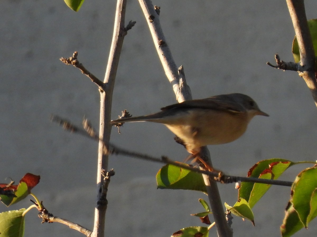 Western Subalpine Warbler - ML643142295