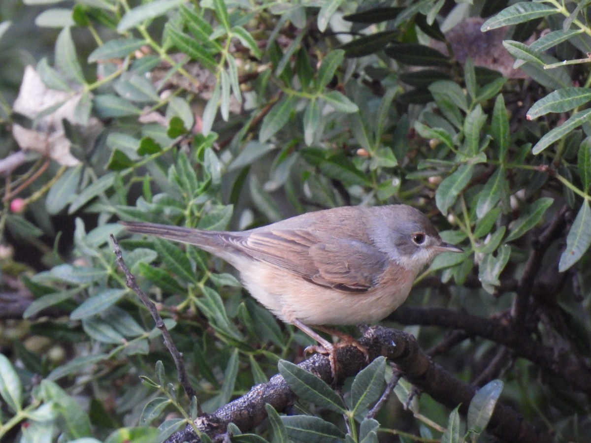 Western Subalpine Warbler - ML643142302