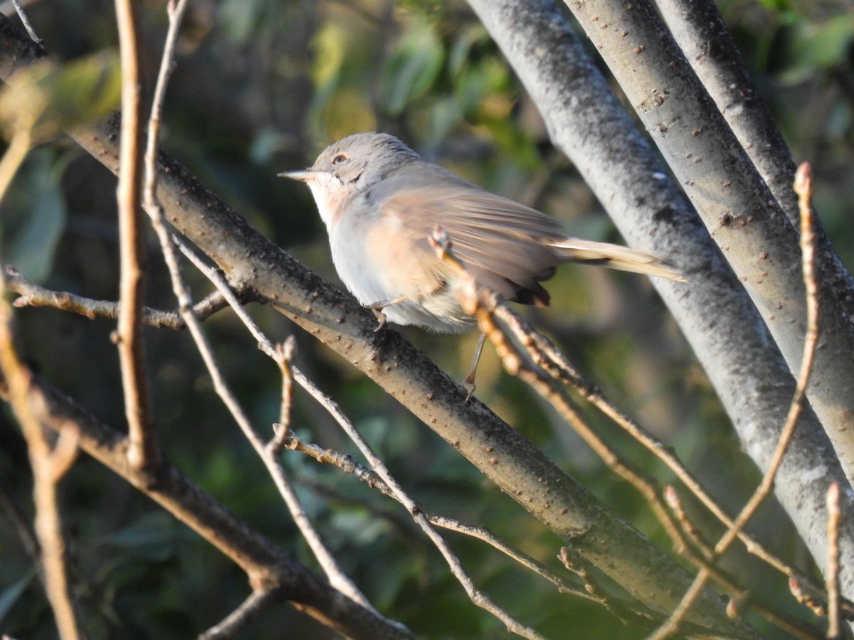 Western Subalpine Warbler - ML643142307
