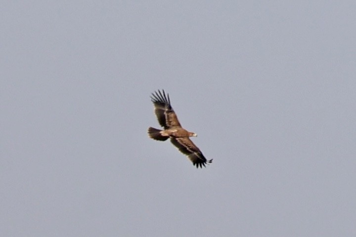 Spanish Eagle - ML643142328