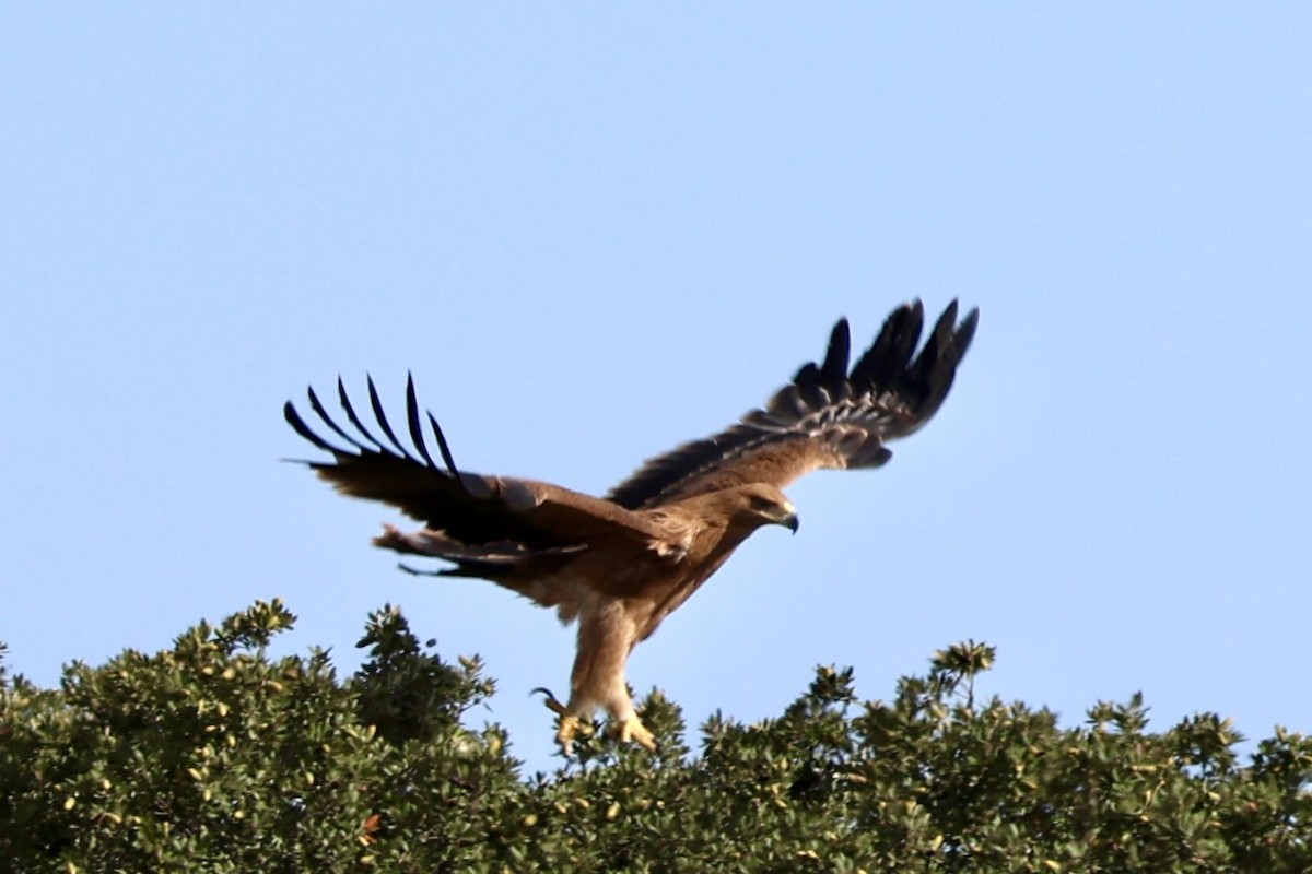 Spanish Eagle - ML643142329