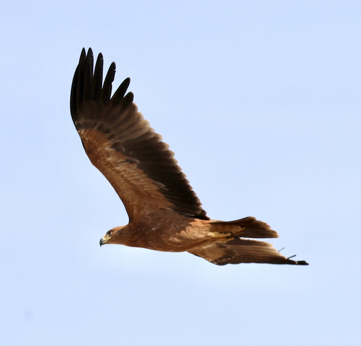 Spanish Eagle - ML643142330