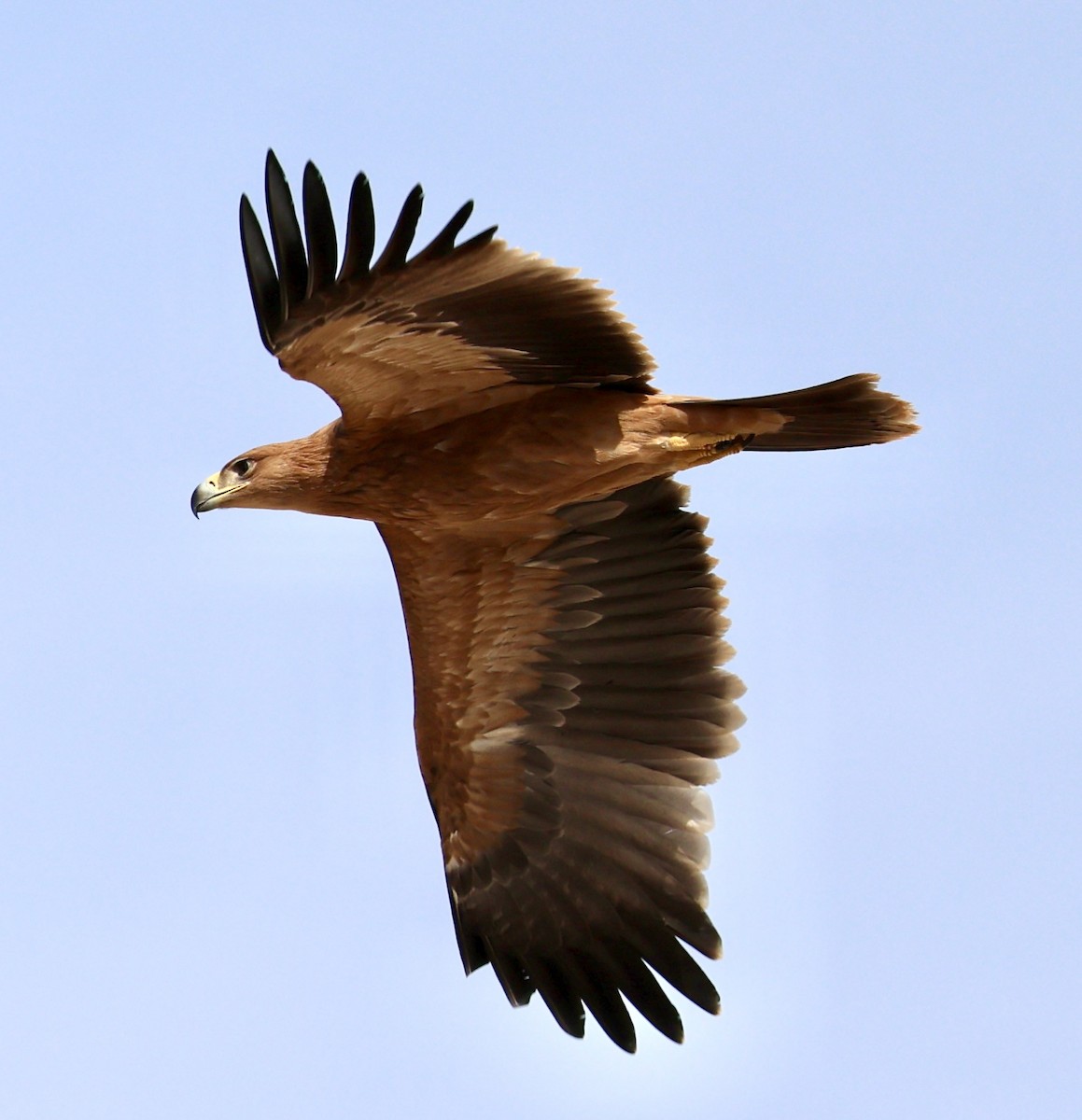 Spanish Eagle - ML643142331