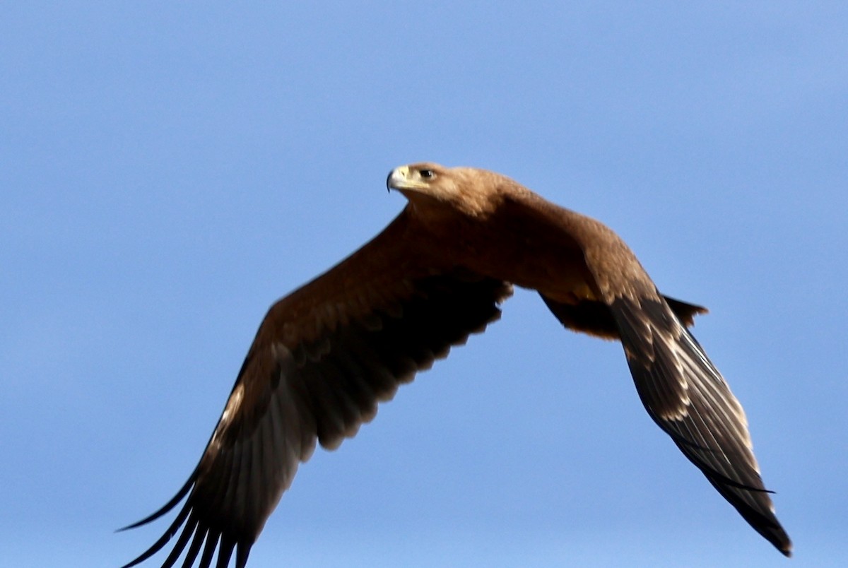 Spanish Eagle - ML643142332