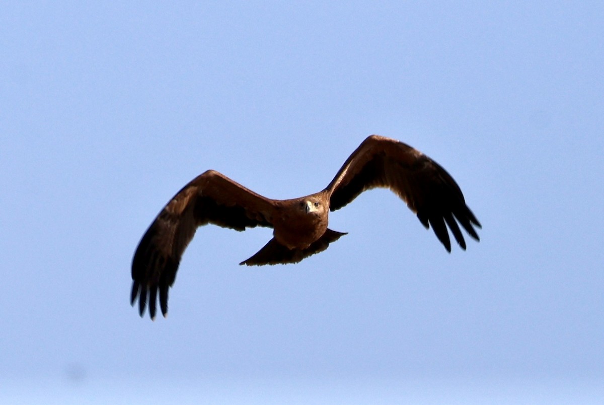 Spanish Eagle - ML643142333