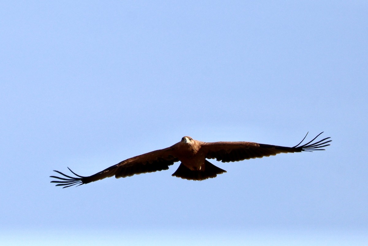 Spanish Eagle - ML643142334