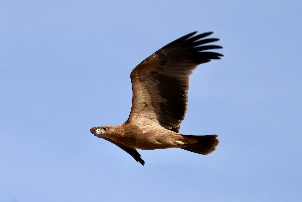 Spanish Eagle - ML643142335