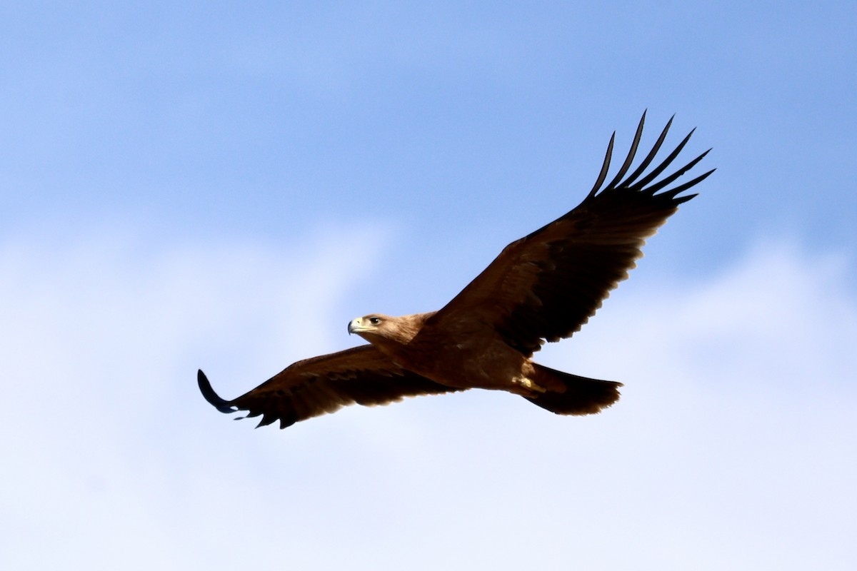 Spanish Eagle - ML643142336