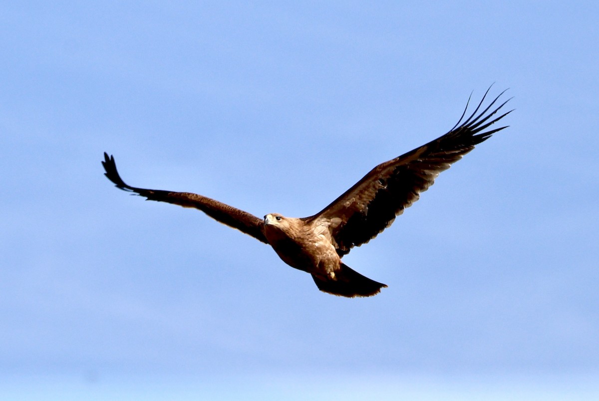 Spanish Eagle - ML643142337