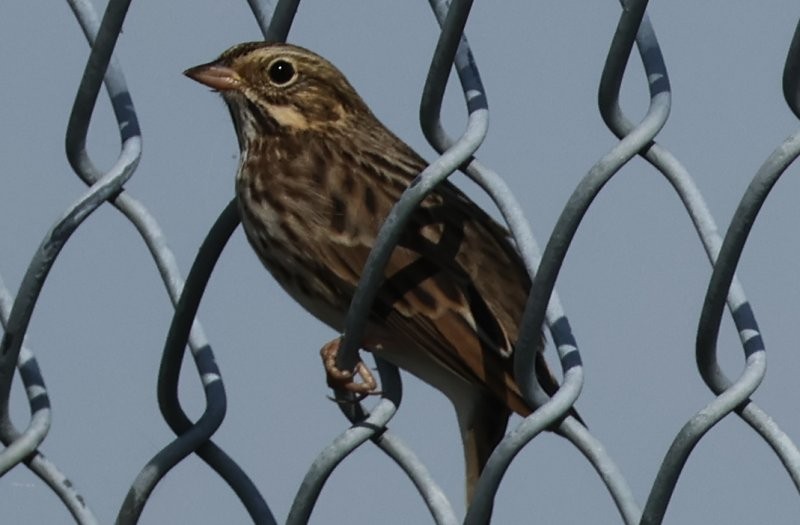 Vesper Sparrow - ML643142339