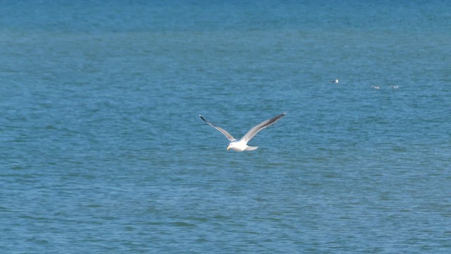 Slaty-backed Gull - ML643142350
