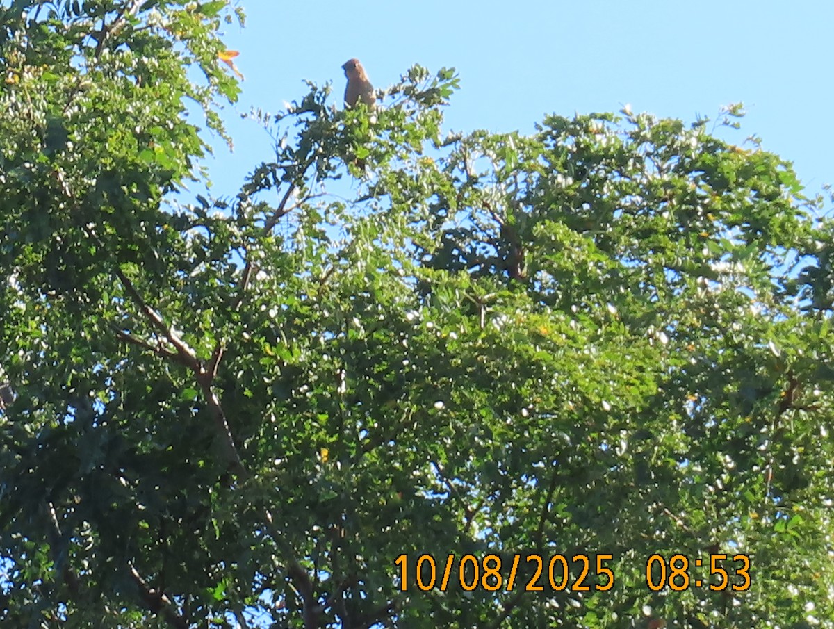 Blue Grosbeak - ML643142359