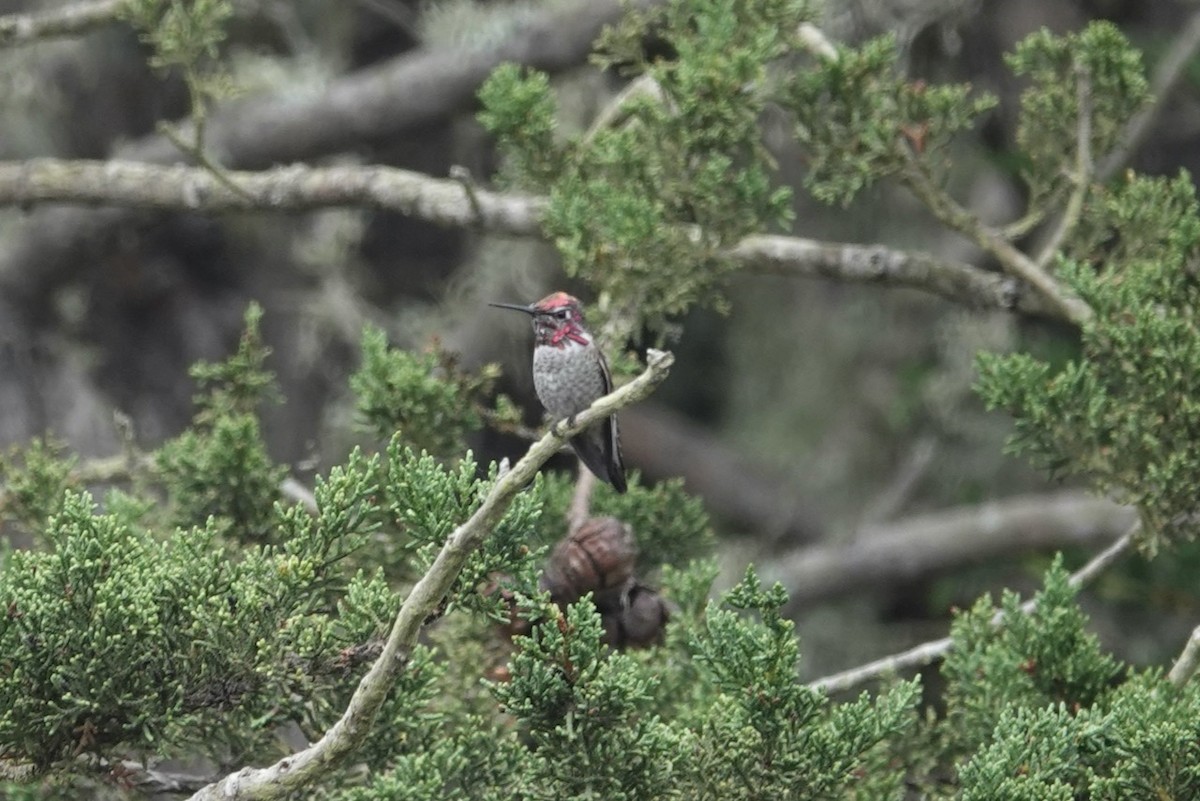 Anna's Hummingbird - ML643142363