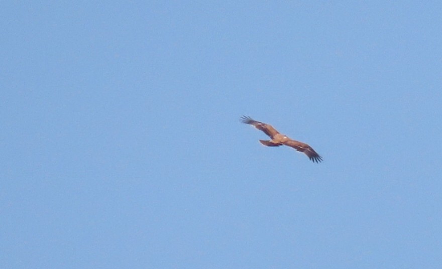 Spanish Eagle - ML643142366