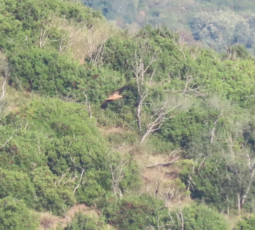 Spanish Eagle - ML643142367