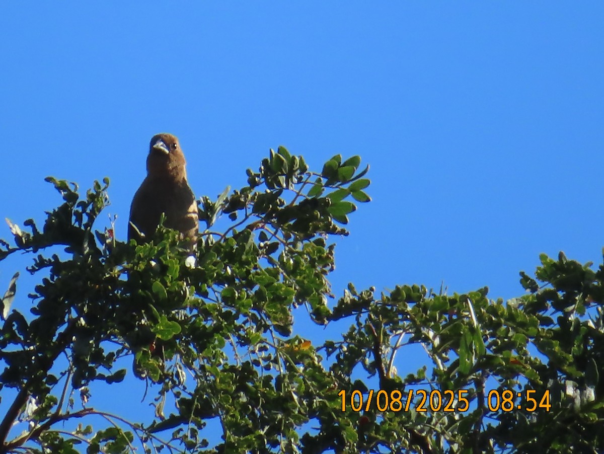 Blue Grosbeak - ML643142368
