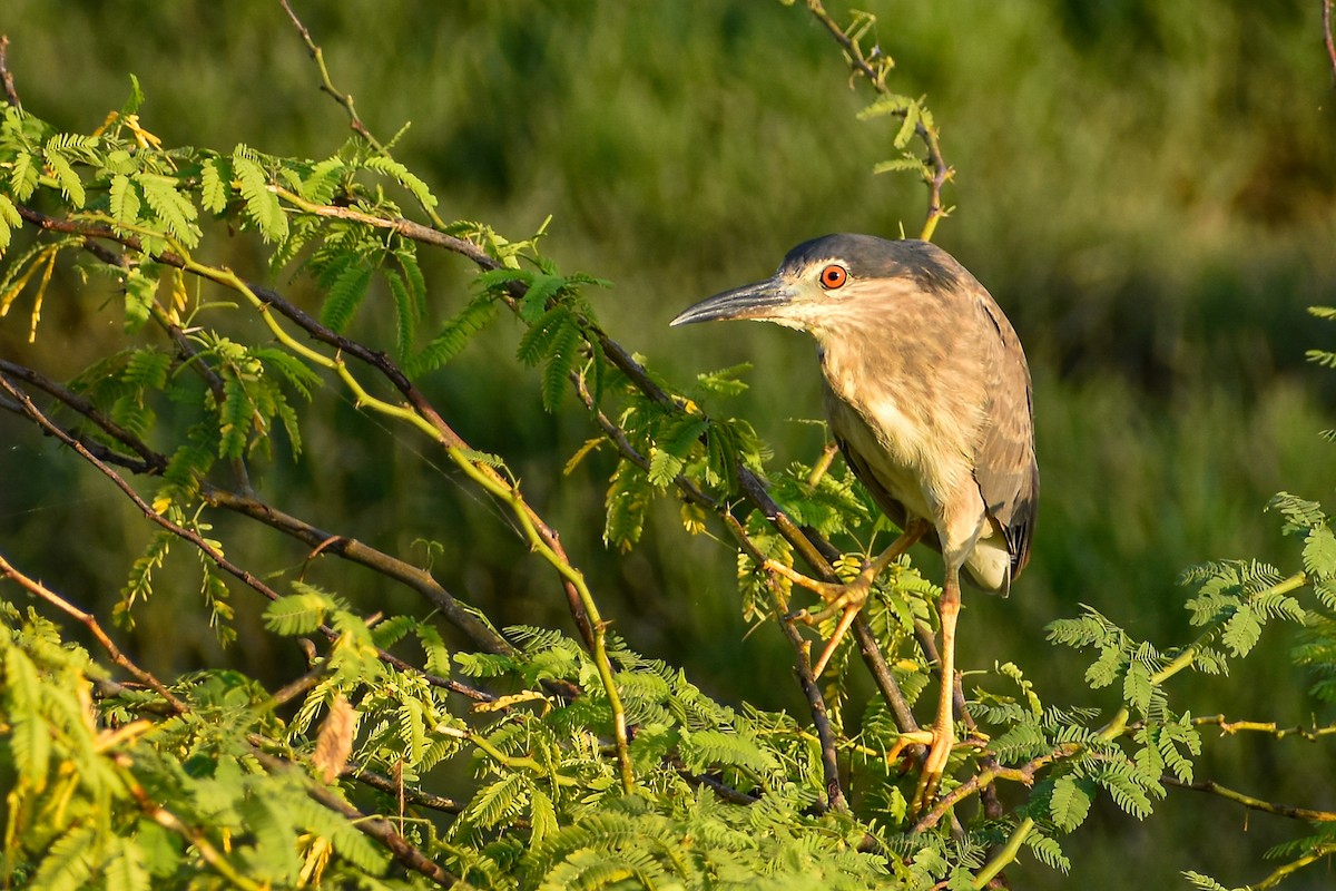 Black-crowned Night Heron - ML643142376