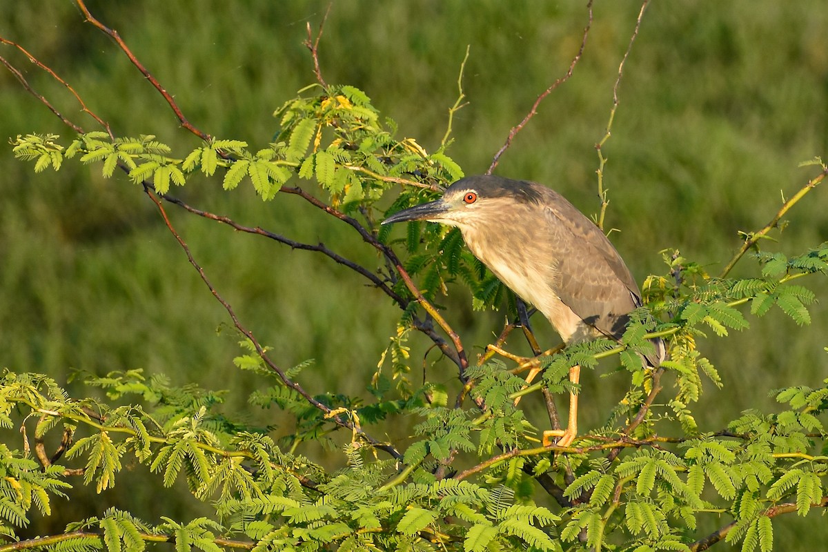Black-crowned Night Heron - ML643142377