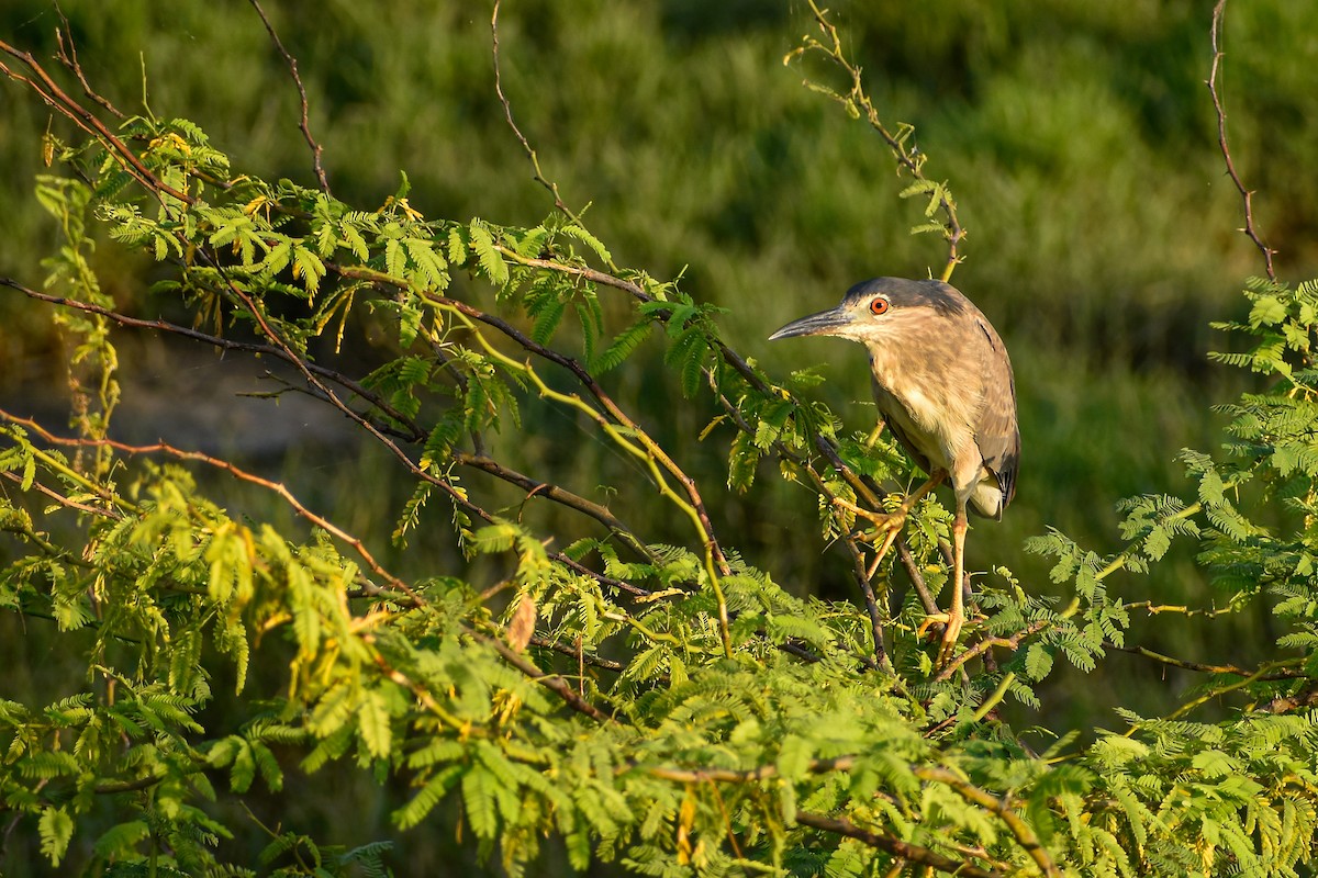 Black-crowned Night Heron - ML643142378