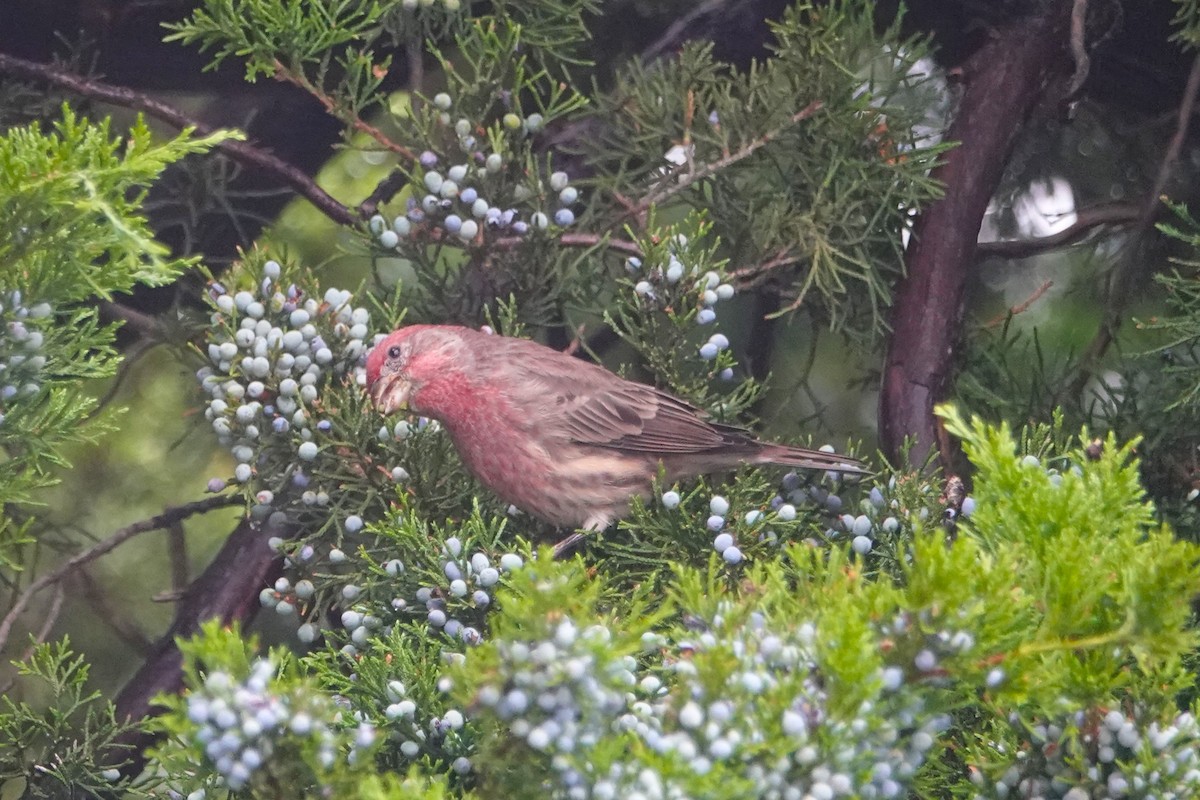 House Finch - ML643142382