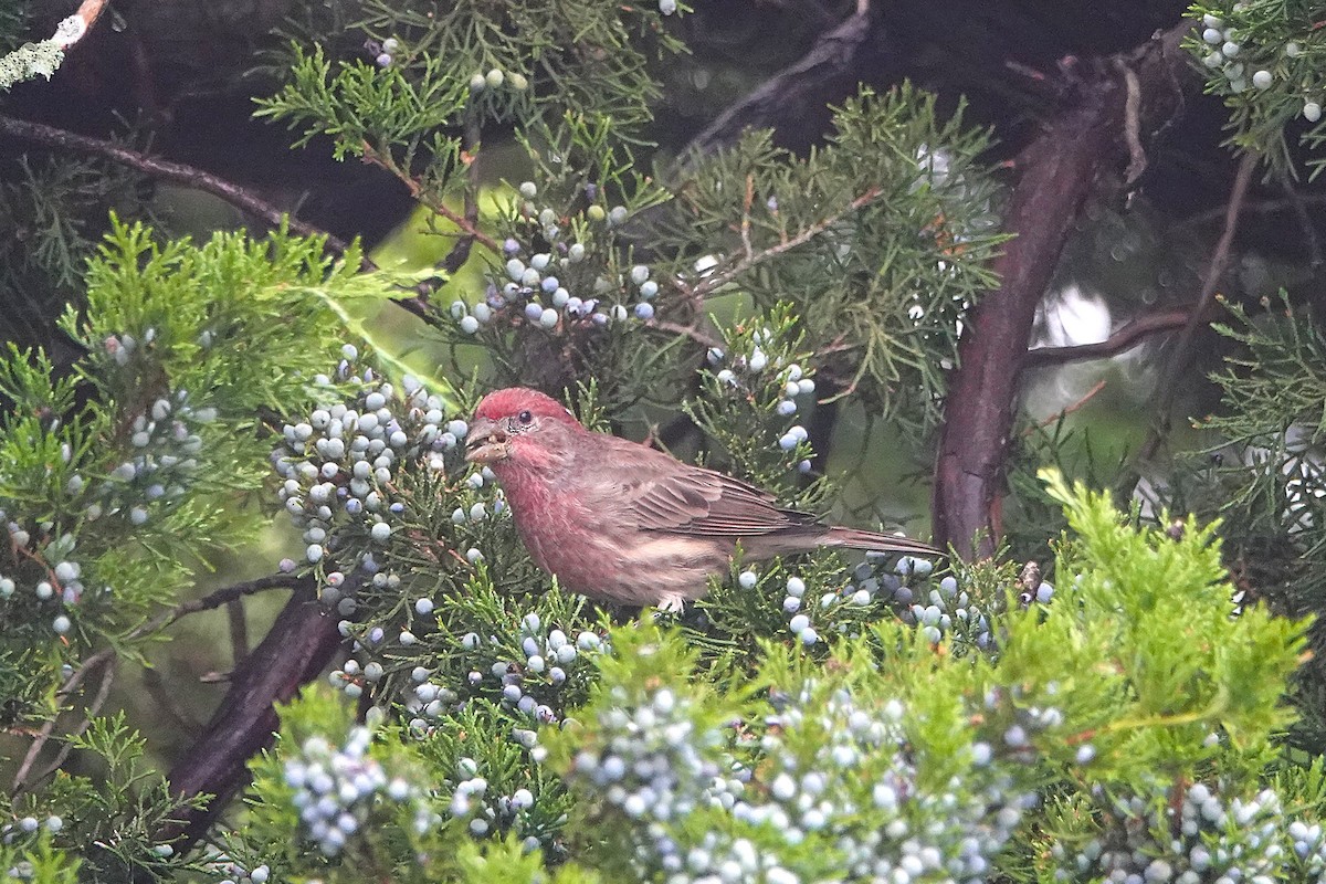 House Finch - ML643142383