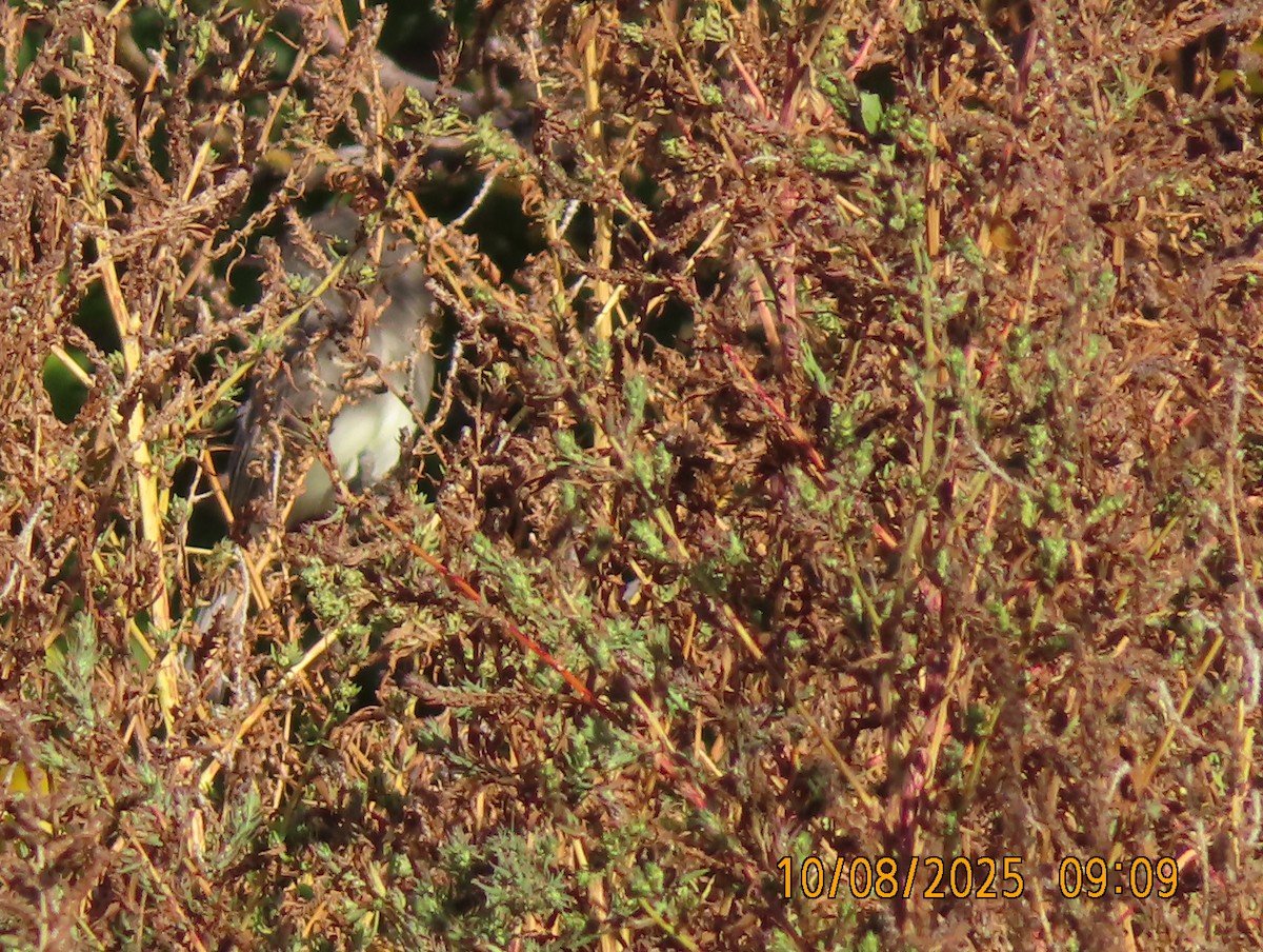 Eastern Phoebe - ML643142386