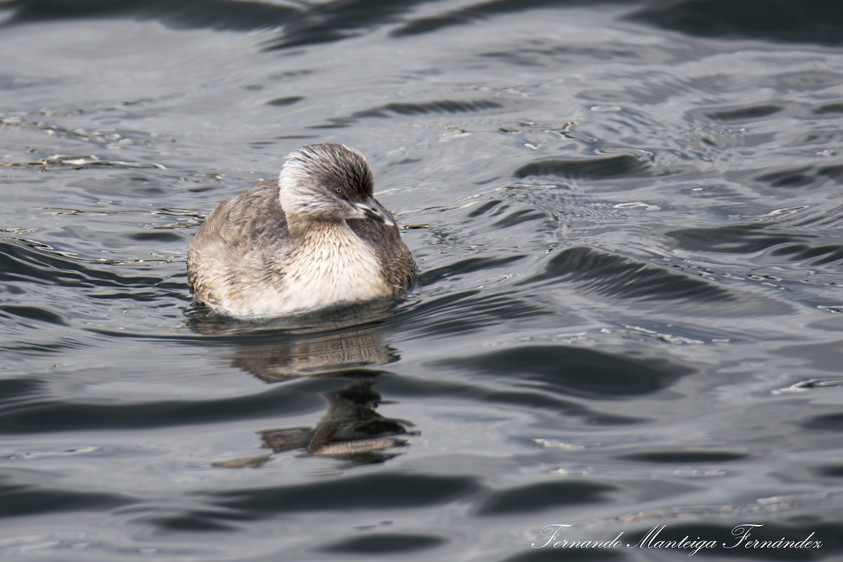 Hoary-headed Grebe - ML643142434